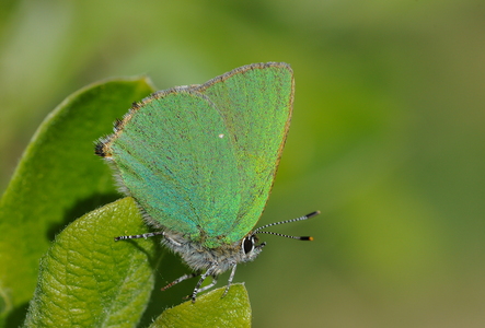 Grøn Busksommerfugl - (Callophrys rubi)