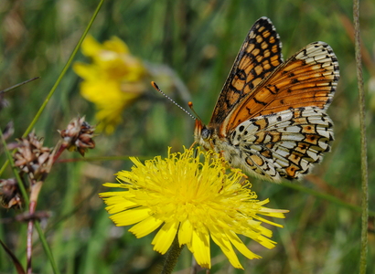 Okkergul pletvinge (Melitaea cinxia)