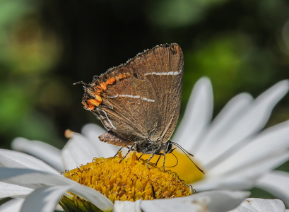 Det Hvide W (Satyrium w-album)