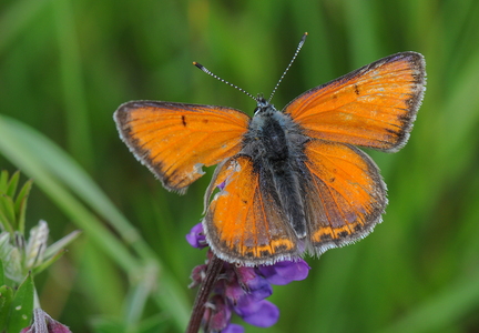 Violetrandet ildfugl (Melitaea athalia)