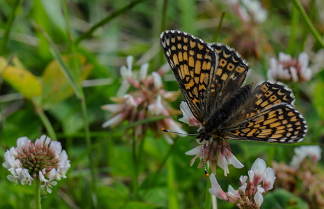 Brun Pletvinge (Melitaea athalia)
