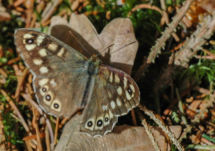 Skovrandøje (Pararge aegeria)