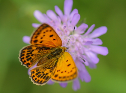 Dukatsommerfugl (Lycaena virgaureae) 