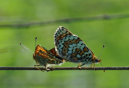 Okkergul pletvinge (Melitaea cinxia)