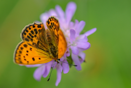 Dukatsommerfugl (Lycaena virgaureae)