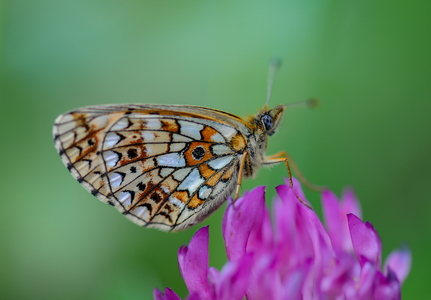 Brunlig perlemorsommerfugl (Boloria selene)
