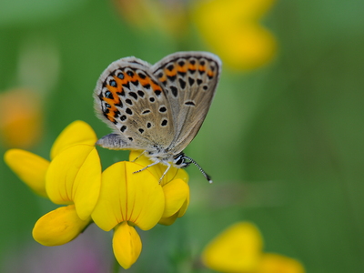 Foranderlig blåfugl (Plebejus idas)