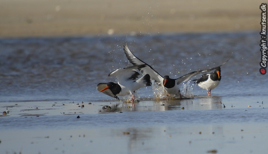 Strandskade (Haematopus ostralegus)