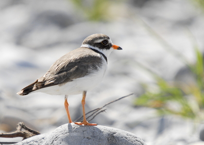 Stor præstekrave (Charadrius hiaticula)
