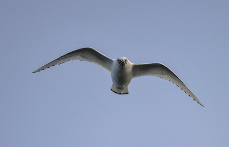  Ismåge (Pagophila eburnea)