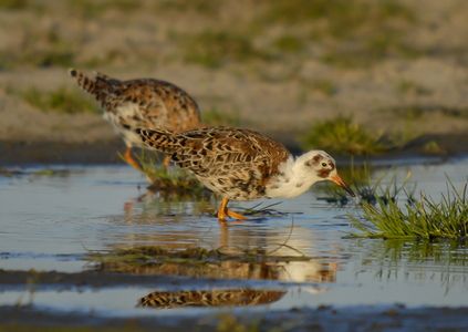 Brushane (Philomachus pugnax)
