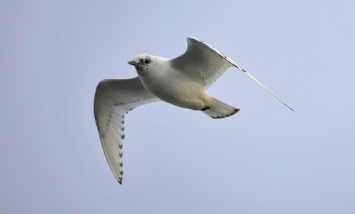  Ismåge (Pagophila eburnea)