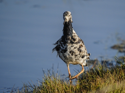  Brushane (Philomachus pugnax)