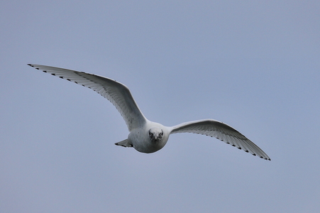  Ismåge (Pagophila eburnea)