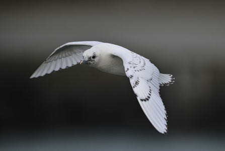  Ismåge (Pagophila eburnea)