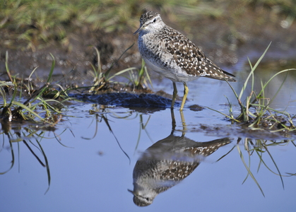 Tinksmed (Tringa glareola)