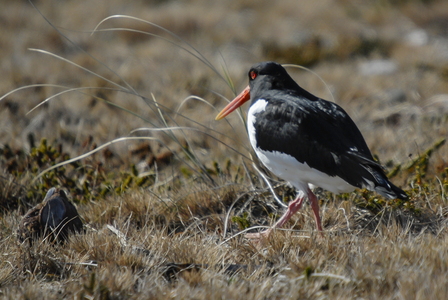 Strandskade (Haematopus ostralegus)