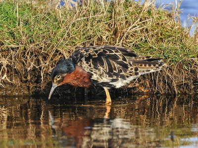 Brushane (Philomachus pugnax)