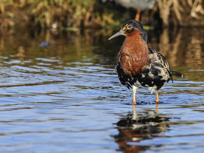  Brushane (Philomachus pugnax)