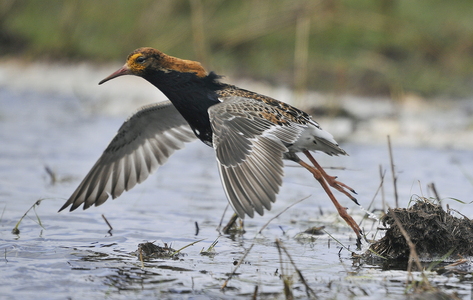  Brushane (Philomachus pugnax)