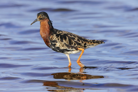 Brushane (Philomachus pugnax)
