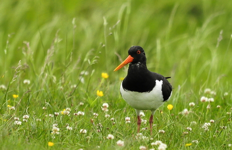 Strandskade (Haematopus ostralegus)