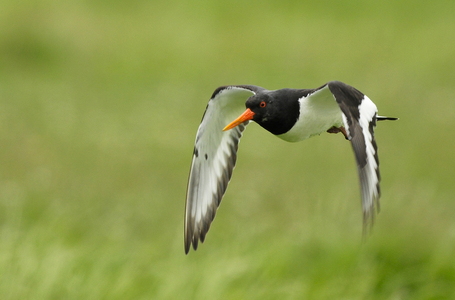 Strandskade (Haematopus ostralegus)