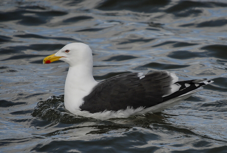Svartbag (Larus marinus)