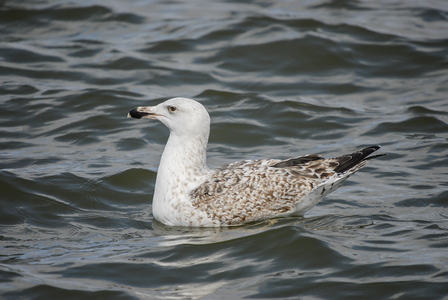 Svartbag (Larus marinus)