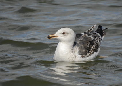 Svartbag (Larus marinus)