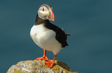 Lunde (Fratercula arctica)