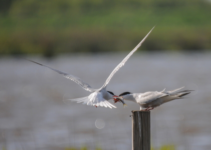 Fjordterner (Sterna hirundo)