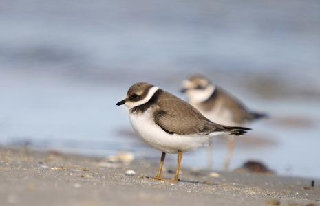 Stor præstekrave (Charadrius hiaticula)