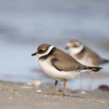Stor præstekrave (Charadrius hiaticula)