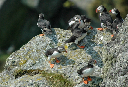Lunde (Fratercula arctica)