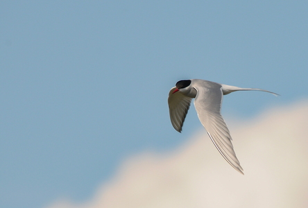 Havterne (Sterna paradisaea)