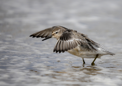 Islandsk ryle (Calidris canutus)