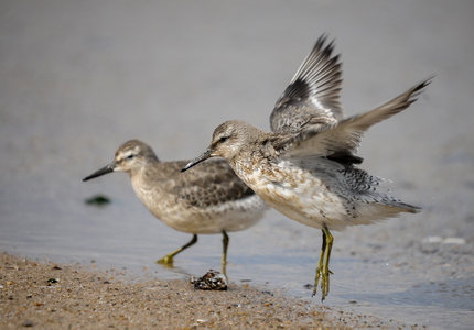 Islandsk ryle (Calidris canutus)