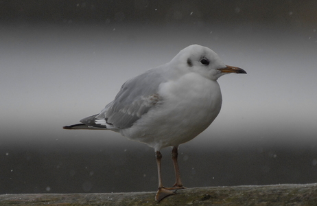 Hættemåge (Chroicocephalus ridibundus)