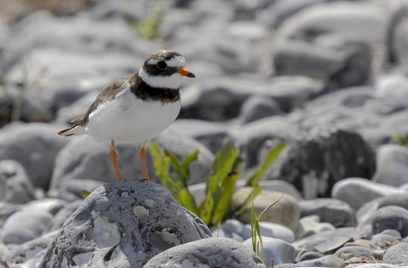 Stor præstekrave (Charadrius hiaticula)