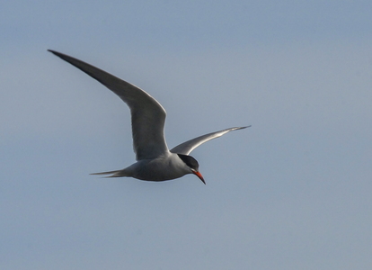 Fjordterne (Sterna hirundo)
