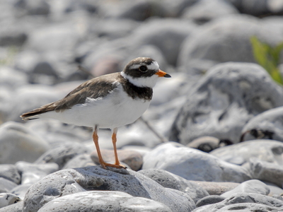 Stor præstekrave (Charadrius hiaticula)