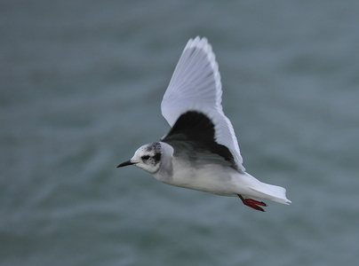 Dværgmåge (Hydrocoloeus minutus)