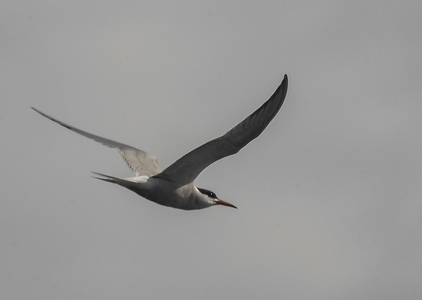 Fjordterne (Sterna hirundo)