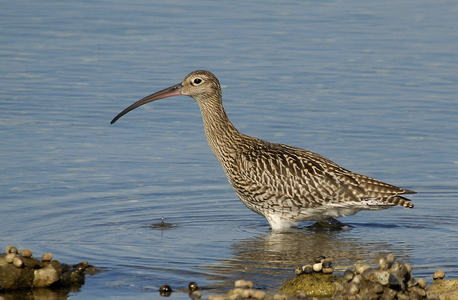 Storspove (Numenius arquata)