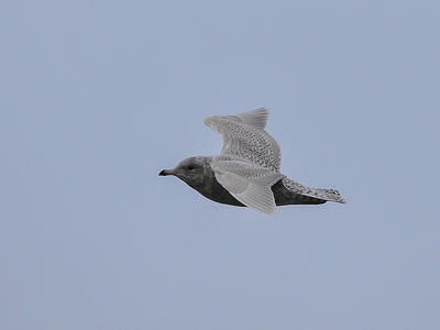 Gråmåge (Larus hyperboreus)