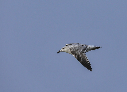 Svartbag (Larus marinus)