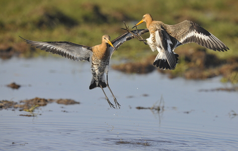  Stor Kobbersneppe (Limosa limosa)
