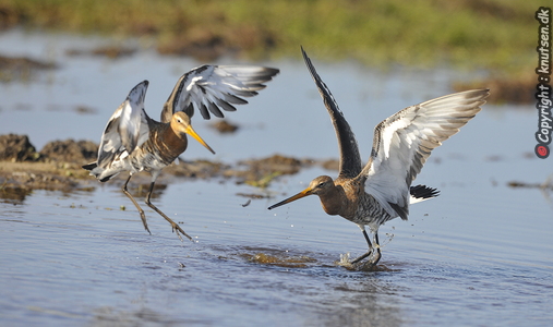 Stor Kobbersneppe (Limosa limosa)