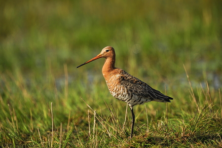 Stor Kobbersneppe (Limosa limosa)